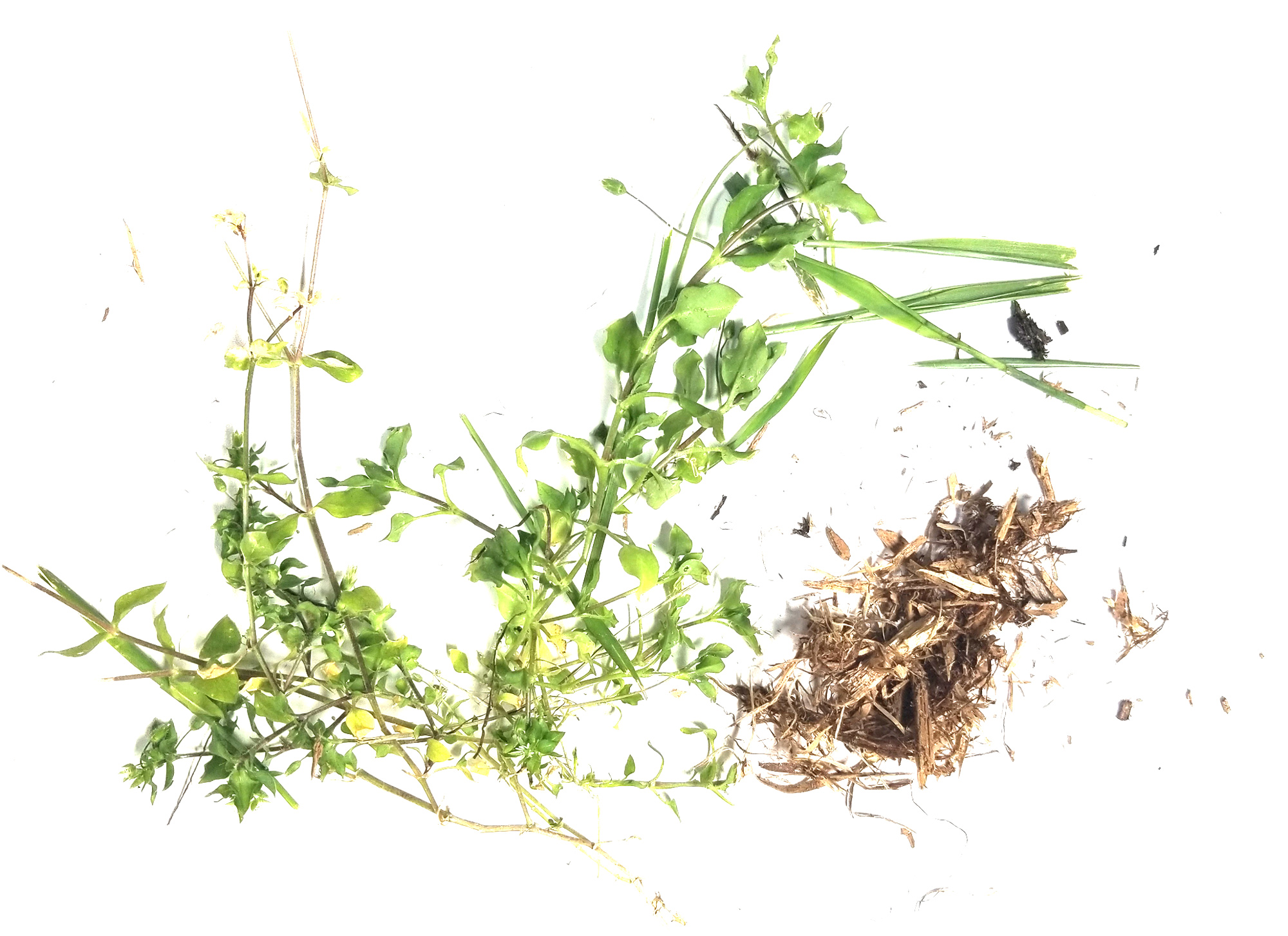 weeds